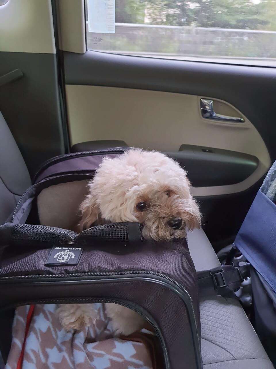 드라이브하는 강아지