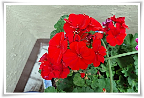 "제라늄 키우기" 365일 꽃을 피우며 향기와 아름다움과 공기 정화까지!