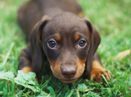 강아지 꿈해몽 개꿈 의미