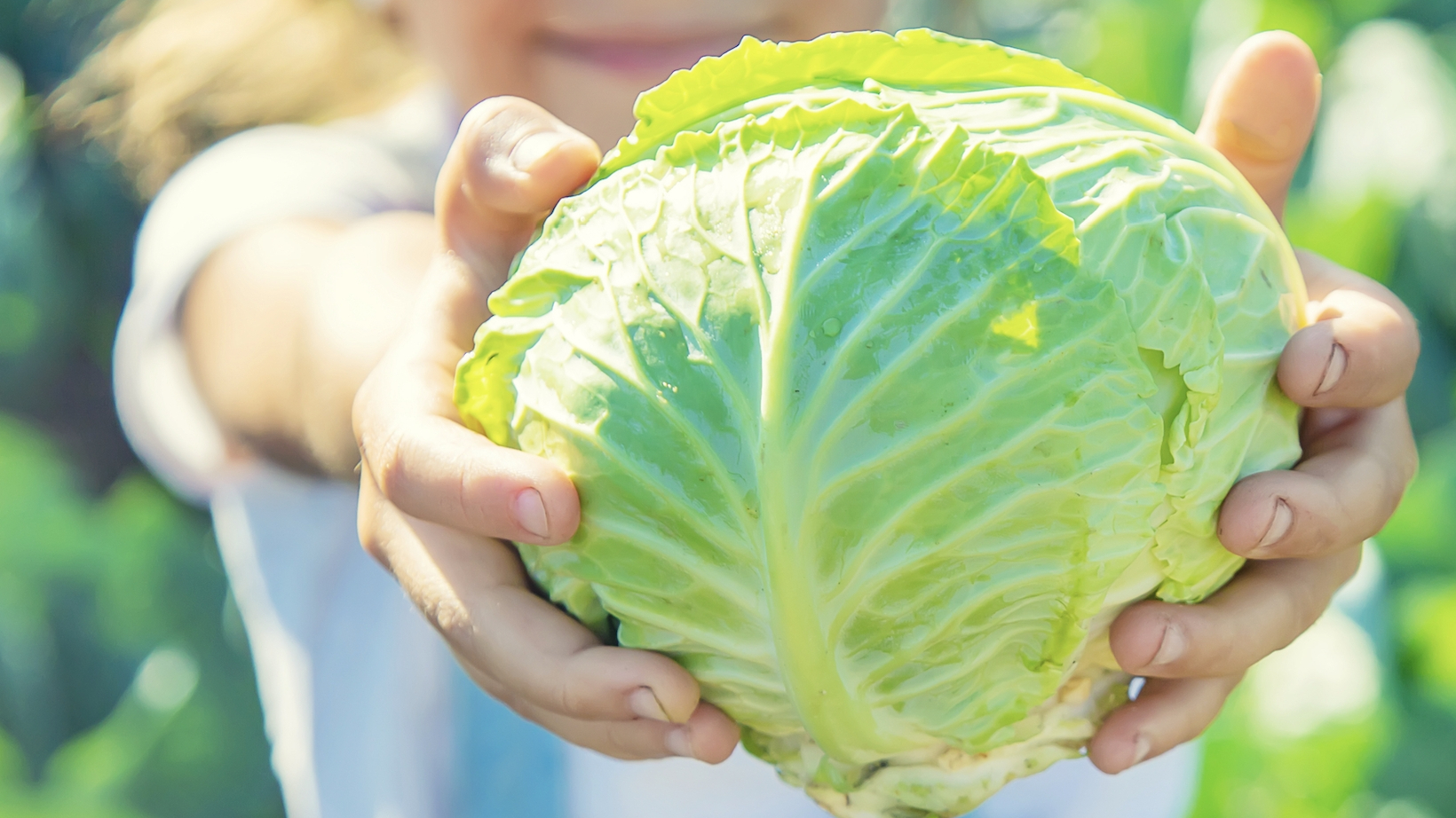 양배추즙의 놀라운 효능