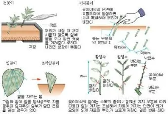 꺾꽂이 번식 시기선정 도구준비 삽목토관리 뿌리내리기 쉬운 식물_2