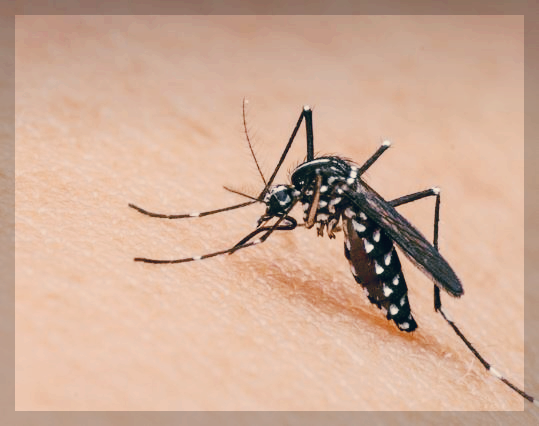 모기가 피부에 앉아 피를 빨아 먹는 사진