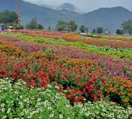 경기도 가을꽃 추천여행지 BEST 4