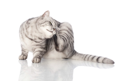 귀를 긁는 고양이.