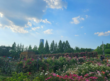 충청권 수국 명소 추천 7곳, 지금 안 가면 손해! 여름 꽃 여행지