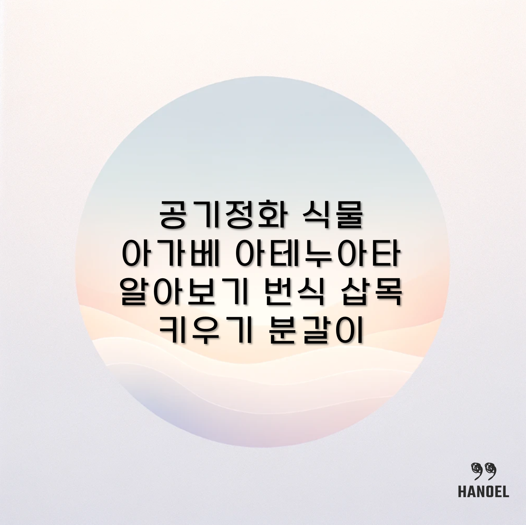 공기정화 식물 아가베 아테누아타 알아보기 번식 삽목 키우기 분갈이