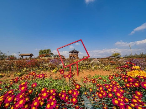 2025년 제25회 서산국화축제