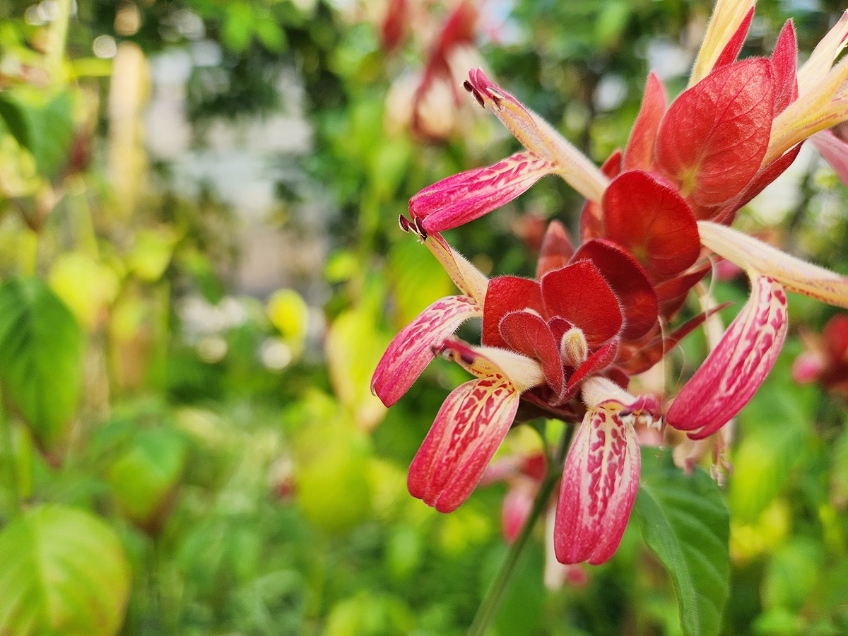 새우풀(붉은새우초)