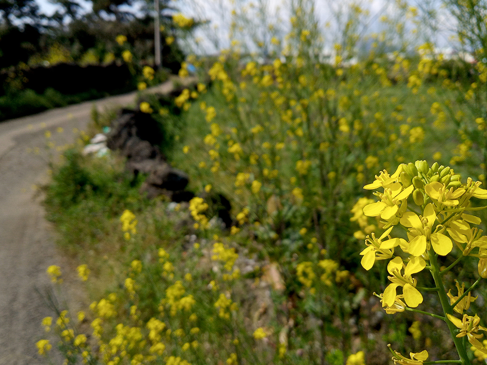올레21코스: 하도리 제주해녀박물관에서 종달바당까지
