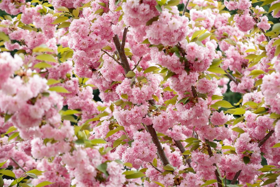 Vibrant pink cherry blossoms brightening up a spring day outdoors.