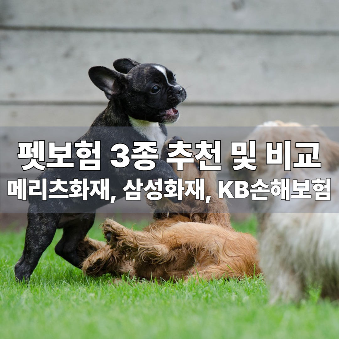 펫보험