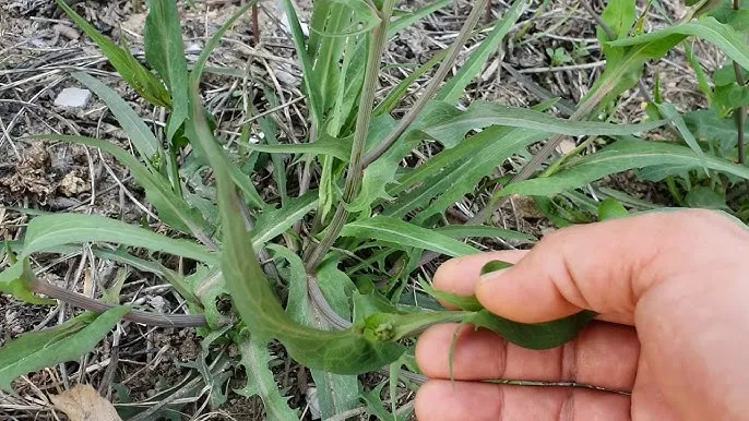 씀바귀 고들빼기 차이점 효능 비교_8