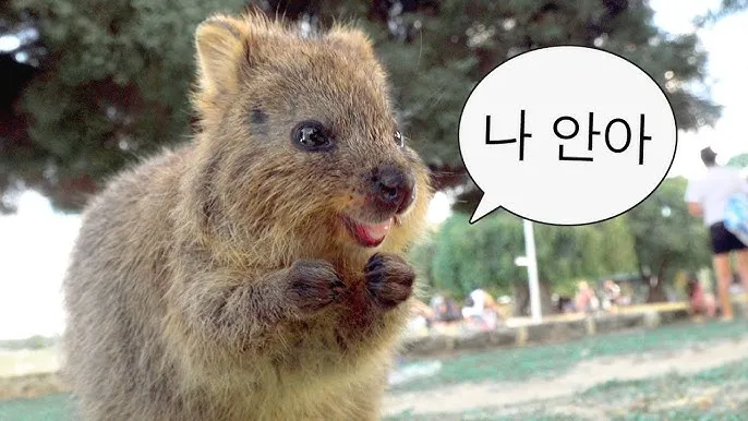 쿼카 웃는 동물 행복한 동물 특징 성격_4