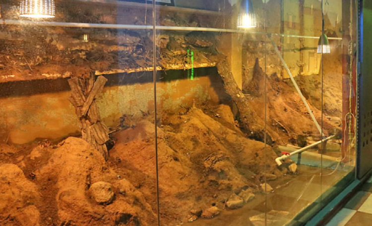 속초 테라크랩팜