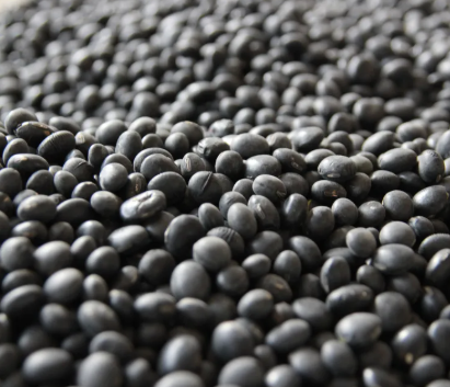 서리태 파종 후 유의할 점 1