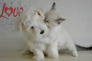 반려동물 강아지 사진