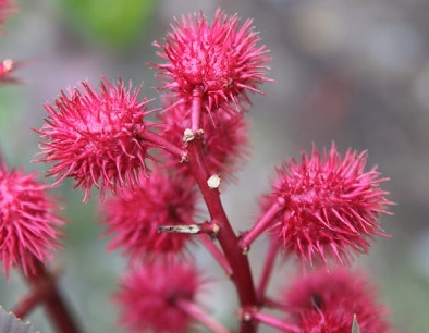 가을에 피는 꽃 아주까리