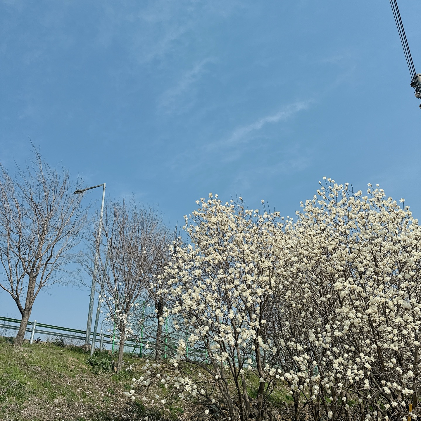 흥동 목련숲 실사