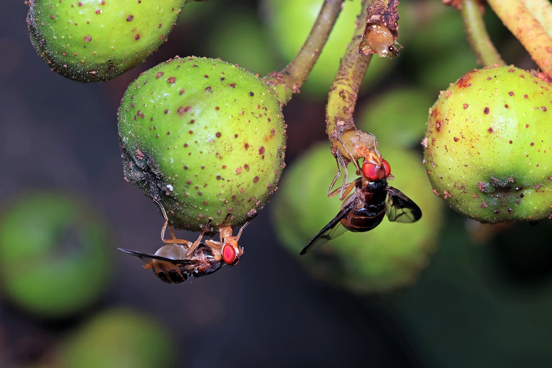 Fruit fly.