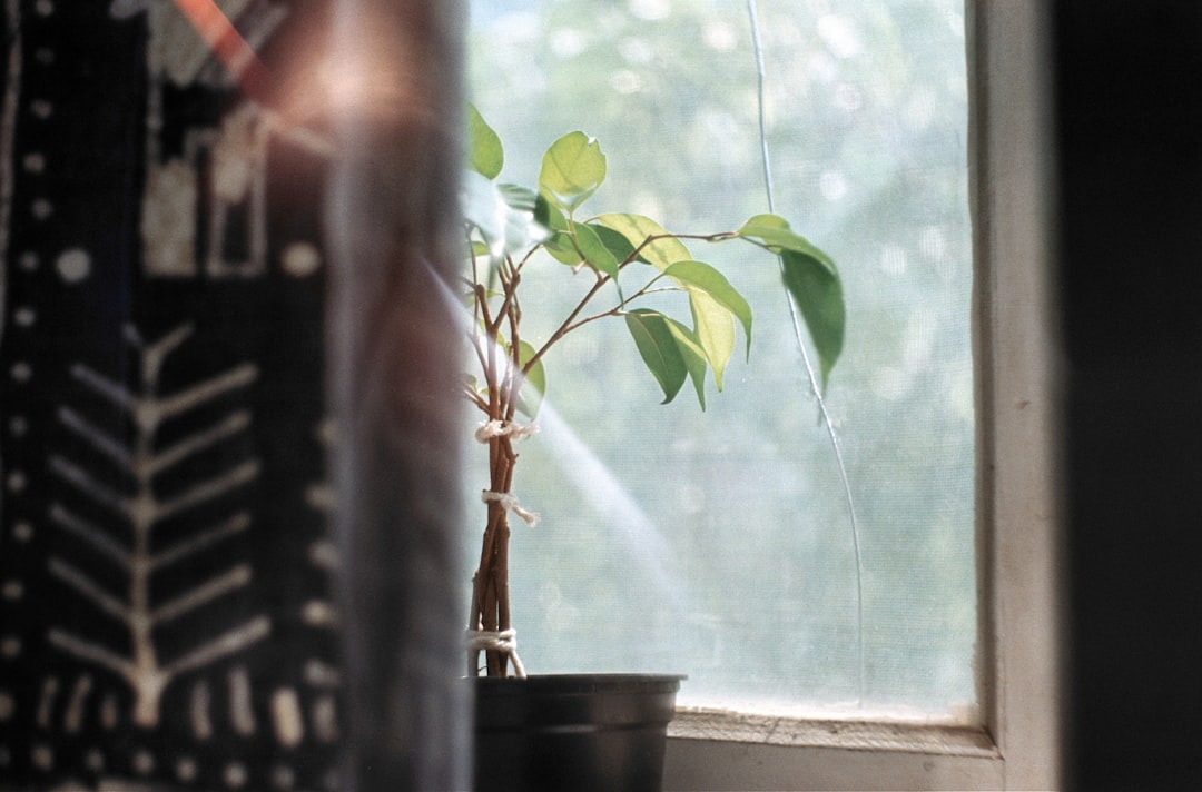 Ficus