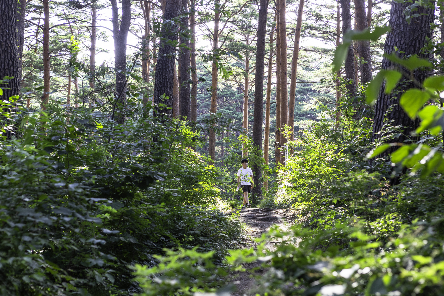 대관령소나무길