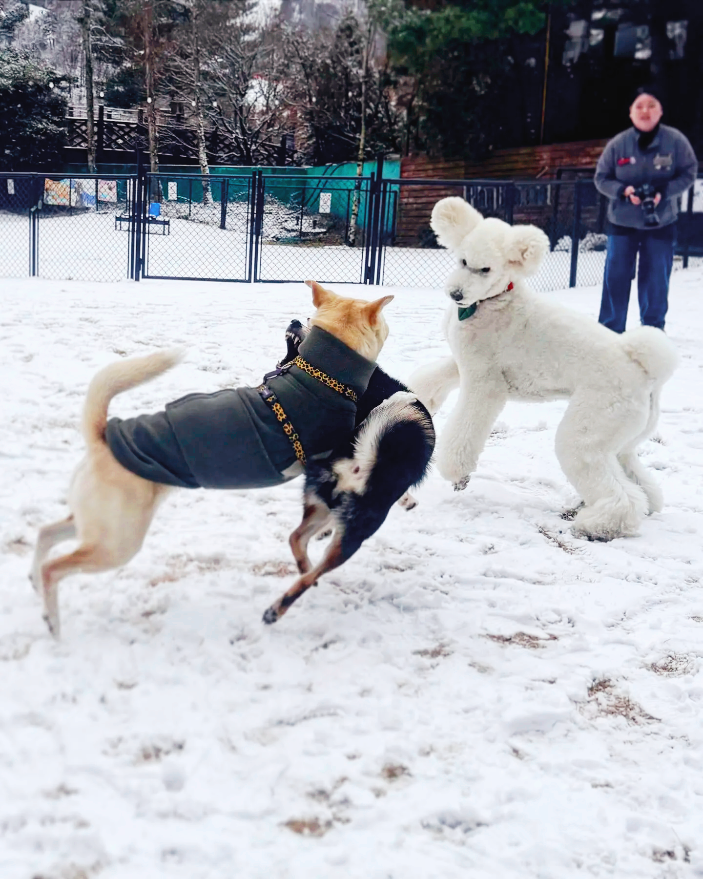  소노펫 비발디파크