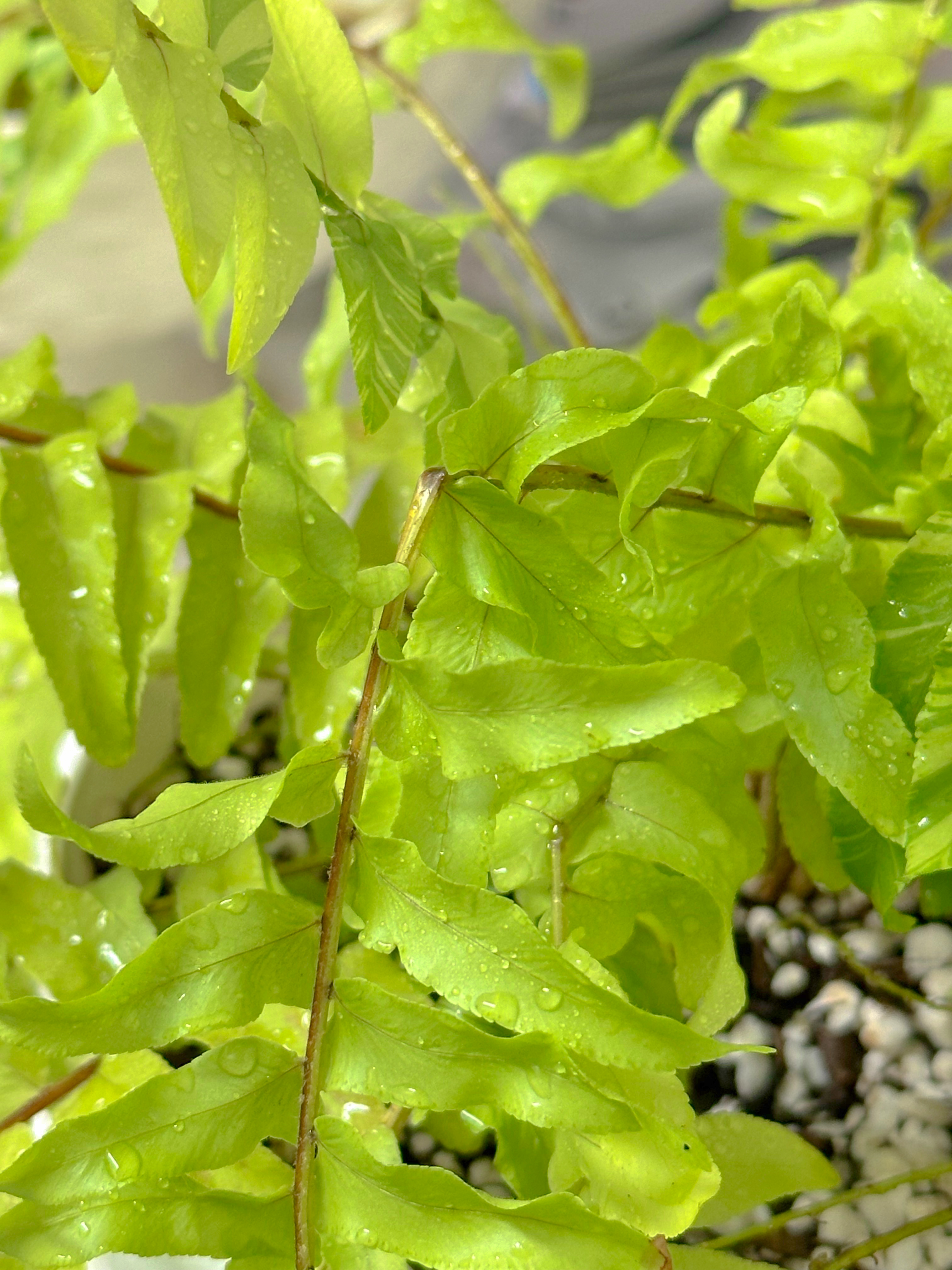 보스턴고사리 러너