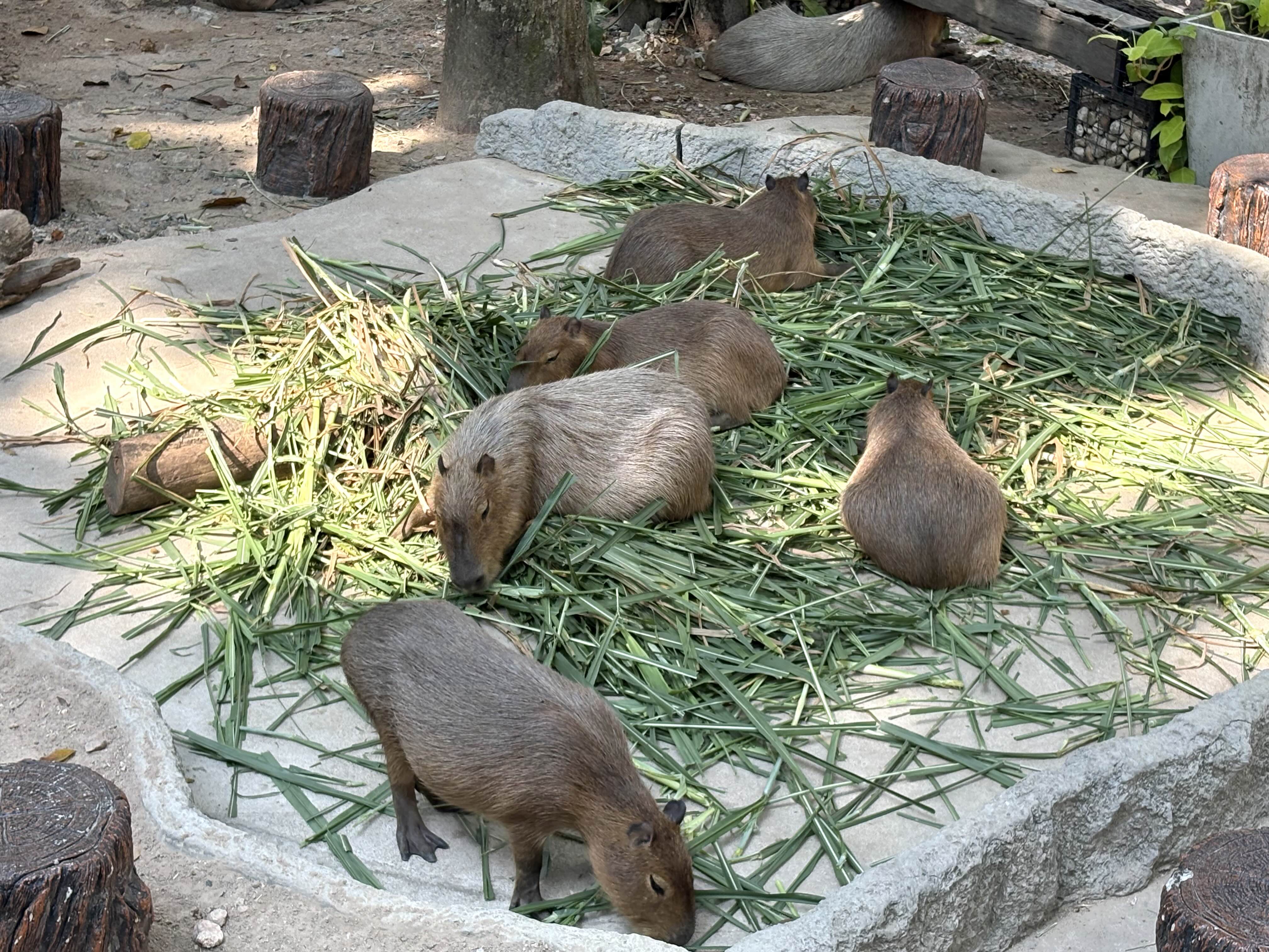 카오키여우 오픈주 카피바라
