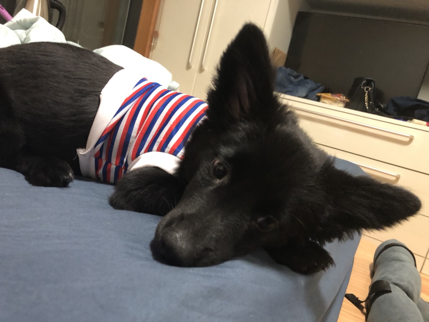 표면이 울퉁불퉁한 강아지 라텍스 장난감 3