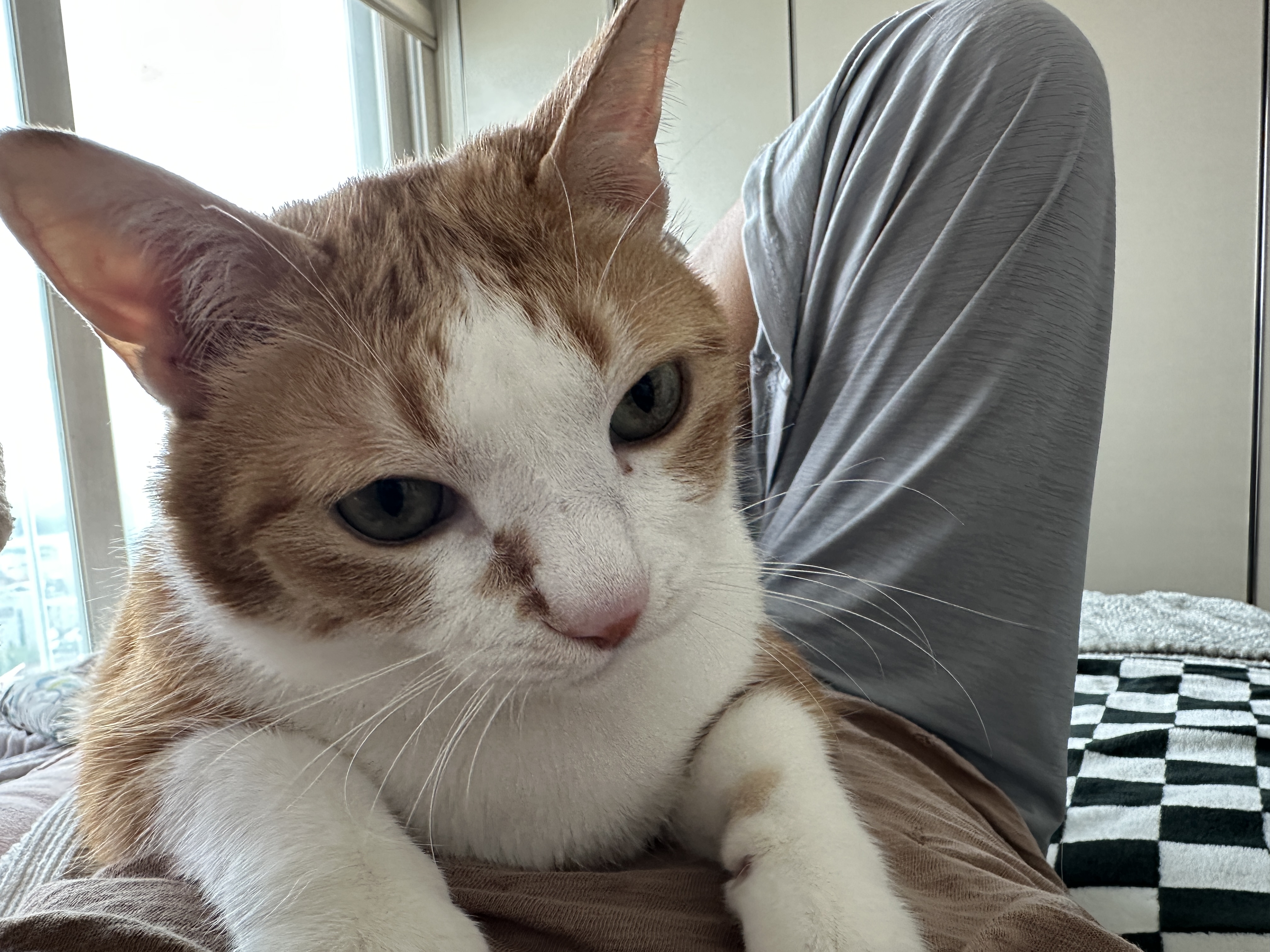 엄마_배_위로_올라와서_엄마한테_애교부리는_호야