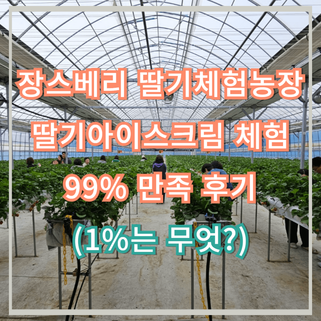 장스베리 딸기체험농장 딸기아이스크림 체험 99% 만족 후기 (1%는 무엇?)