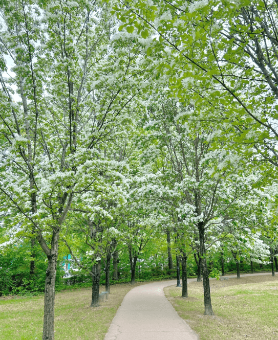 대전들의공원-이팝나무