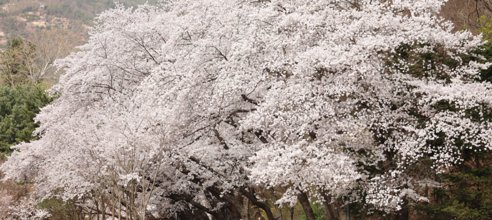 진해군항제 벚꽃 사진