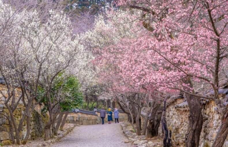 2026 순천 선암사 선암매, 개화시기부터 교통편까지 완벽 가이드 사진