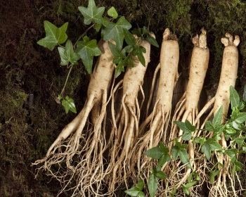 금산인삼축제_9