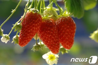 하동 옥종 딸기사진