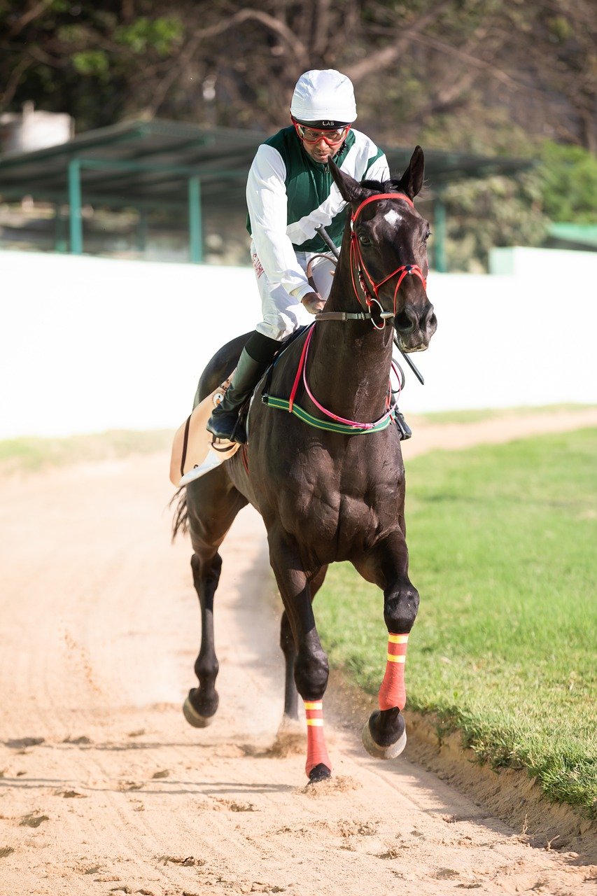 경마