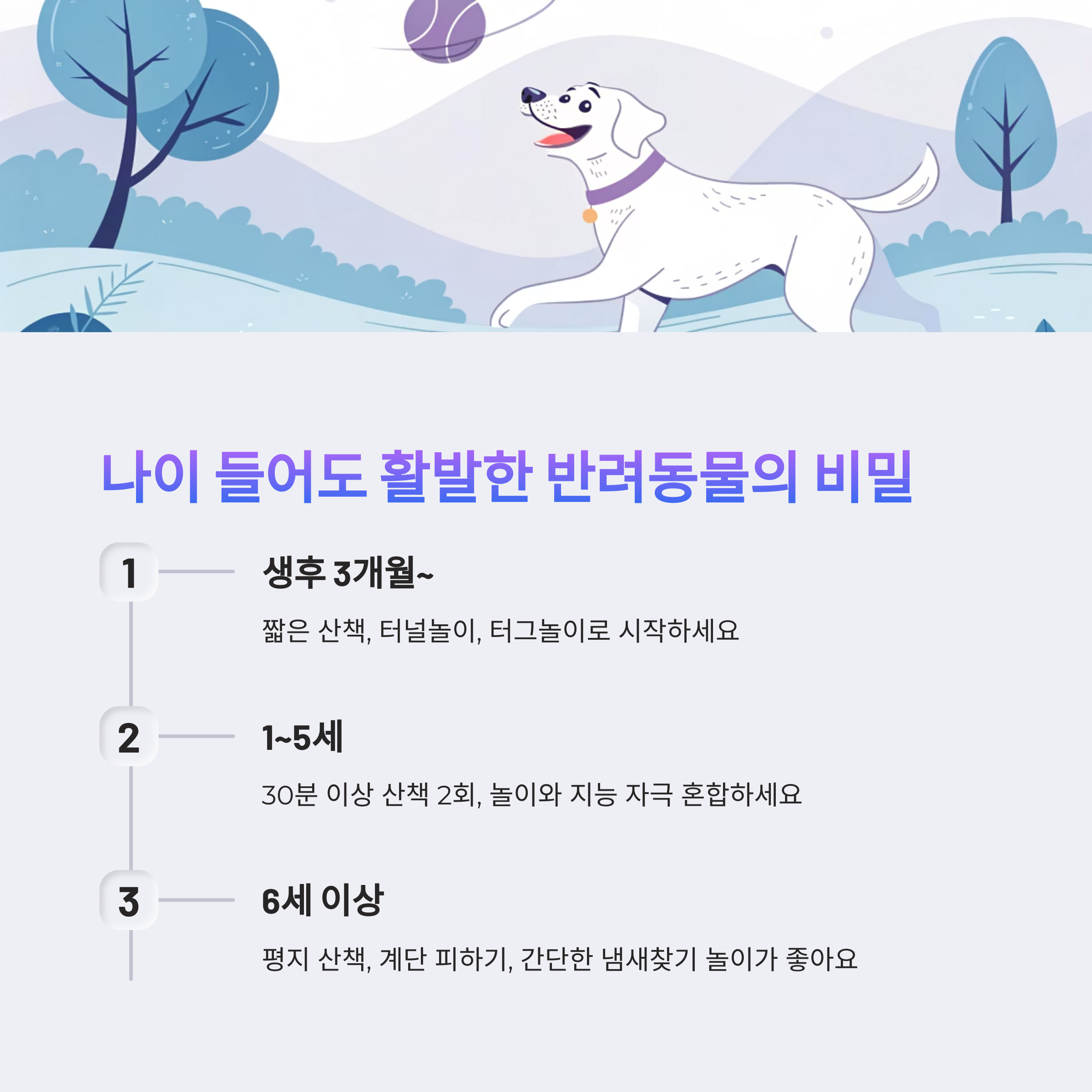 활발한 노견의 비밀