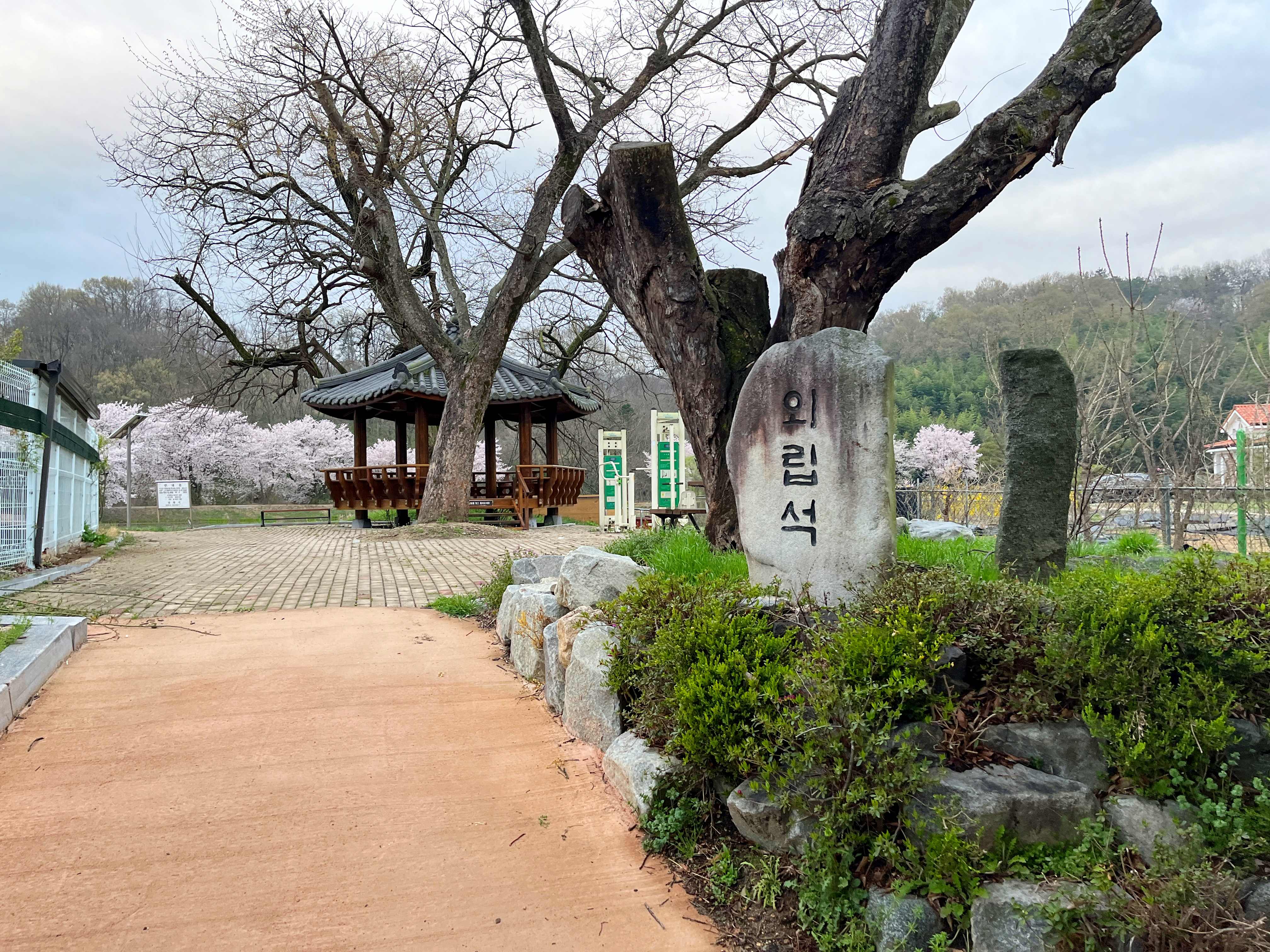 김천 외입석지 벚꽃