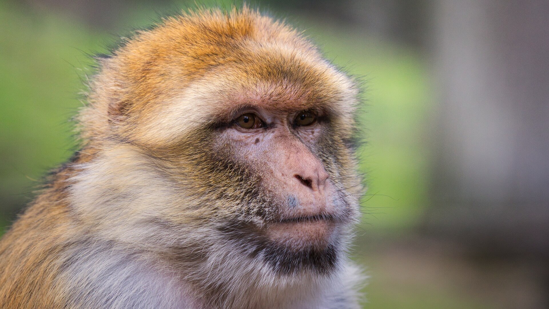 2023년 신년운세 원숭이띠