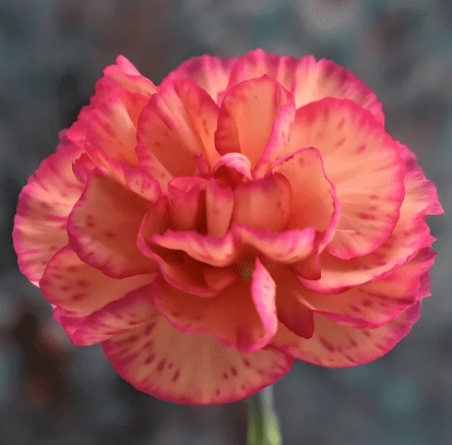 스승의 날 선물