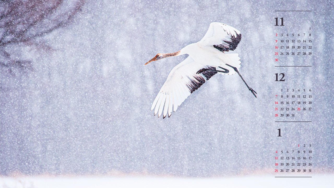 12 눈 위를 나는 학 B - 2025년12월 노트북배경화면