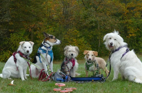 강아지 곰팡이균 사진/출처:어도비스톡
