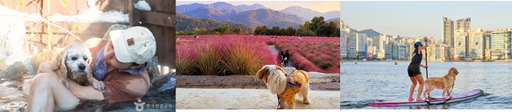 애견과 함께하는 온천, 꽃구경, 패들보드하는 모습
