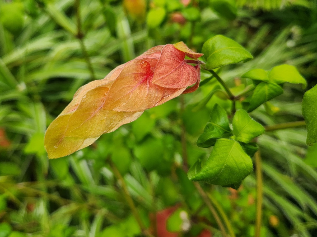 새우풀(붉은새우초)