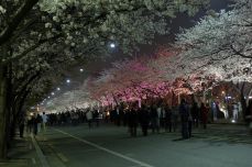 벚꽃축제