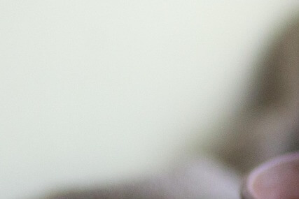 뇌 건강 영양제