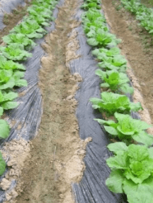 김장 배추 모종 심는 시기