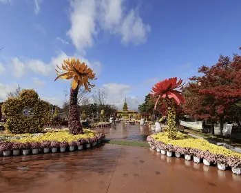 익산 천만송이 국화축제_13