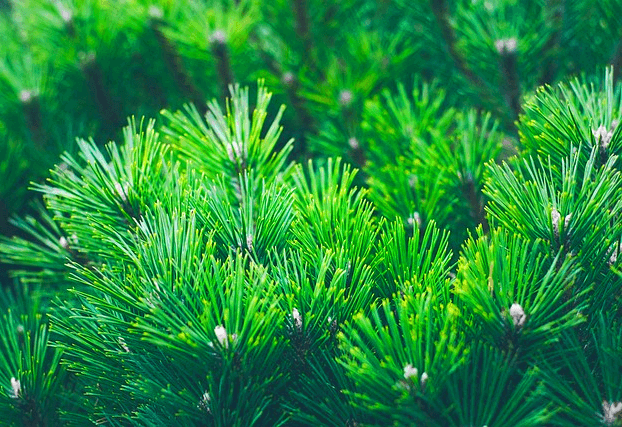 초록색의 잎이 까칠한 솔잎이 무성하다. 잘 자라는 소나무 잎이다.
